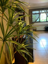 Blk 531 Choa Chu Kang Street 51 (Choa Chu Kang), HDB Executive #223415621